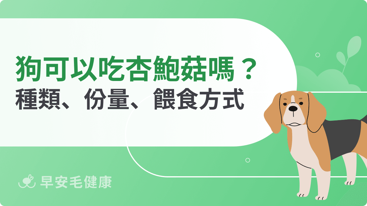 狗可以吃杏鮑菇嗎？常見食用迷思與正確飲食建議全攻略